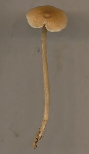 Entoloma longistriatum v sarcitulum MykoGolfer