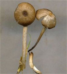 Entoloma minutum  MykoGolfer