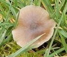 Entoloma papillatum  MykoGolfer