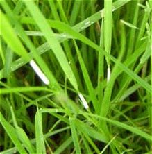 Epichloe typhina MykoGolfer