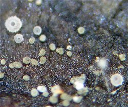 Episphaeria fraxinicola MykoGolfer