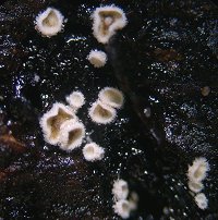 Episphaeria fraxinicola MykoGolfer