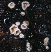 Episphaeria fraxinicola  MykoGolfer