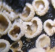 Episphaeria fraxinicola MykoGolfer