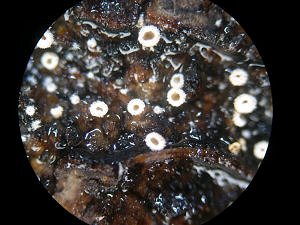 Episphaeria fraxinola MykoGolfer