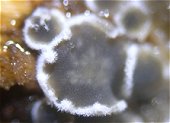 Eriopezia caesia MykoGolfer
