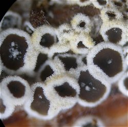 Eriopezia caesia MykoGolfer