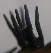 Eutypella scoparia  MykoGolfer