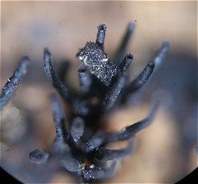 Eutypella scoparia MykoGolfer