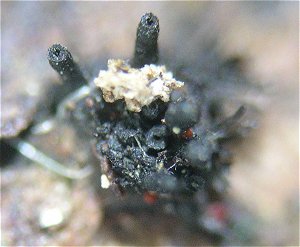 Eutypella scoparia MykoGolfer