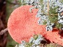 Fistulina hepatica MykoGolfer