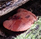 Fistulina hepatica  MykoGolfer