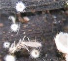 Flagelloscypha minutissima MykoGolfer