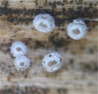 Flagelloscypha minutissima MykoGolfer