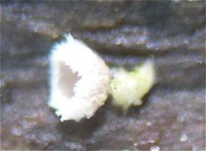 Flagelloscypha minutissima MykoGolfer
