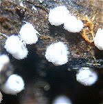 Flagelloscypha minutissima MykoGolfer