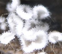 Flagelloscypha pilatii MykoGolfer