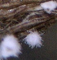 Flagelloscypha pilatii MykoGolfer