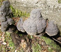 Fomes fomentarius  MykoGolfer