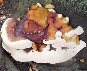 Ganoderma  MykoGolfer