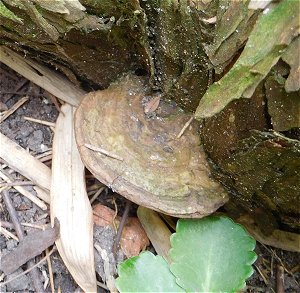 Ganoderma australe MykoGolfer