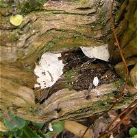 Ganoderma spp MykoGolfer