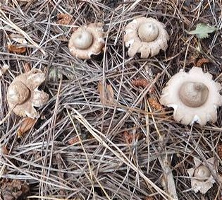Geastrum fimbriatum MykoGolfer