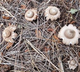 Geastrum fimbriatum  MykoGolfer