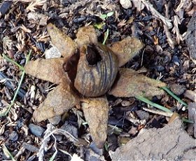 Geastrum florifirme MykoGolfer