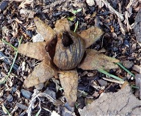 Geastrum florifirme  MykoGolfer