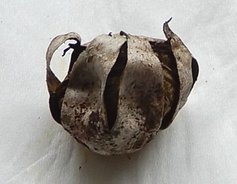 Geastrum florifirme MykoGolfer