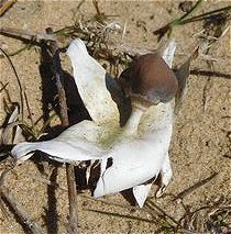 Geastrum pectinatum MykoGolfer