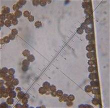 Geastrum pectinatum spores MykoGolfer