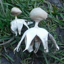 Geastrum pectinatum MykoGolfer