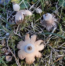 Geastrum schmidelii MykoGolfer