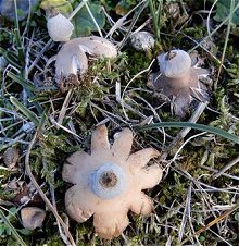 Geastrum schmidelii  MykoGolfer