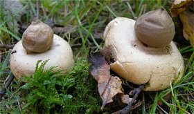 Geastrum sessile  MykoGolfer