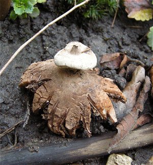 Geastrum striatum MykoGolfer