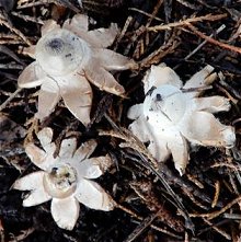 Geastrum striatum MykoGolfer