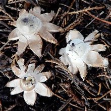 Geastrum striatum  MykoGolfer