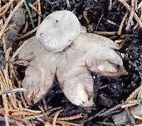 Geastrum striatum  MykoGolfer