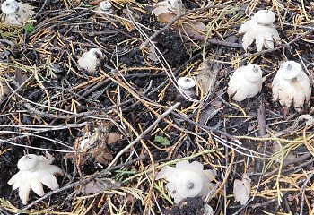 Geastrum striatum MykoGolfer