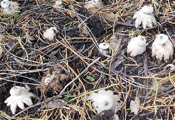 Geastrum striatum  MykoGolfer