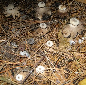 Geastrum striatum MykoGolfer