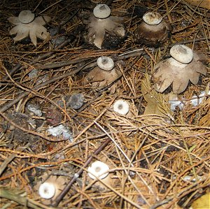 Geastrum striatum  MykoGolfer