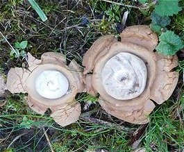 Geastrum triplex  MykoGolfer