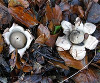 Geastrum triplex  MykoGolfer