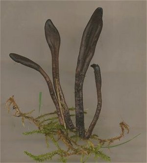 Geoglossum fallax MykoGolfer