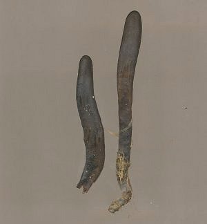 Geoglossum glutinosum MykoGolfer