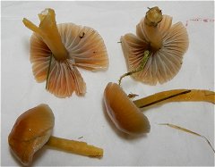 Gliophorus laetus MykoGolfer